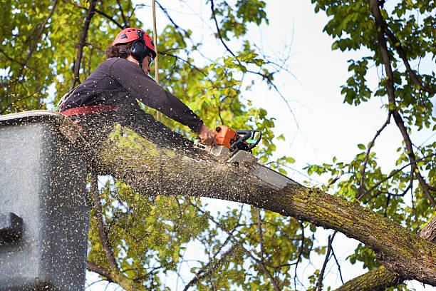 Professional Tree Care in Hastings On Hudson, NY